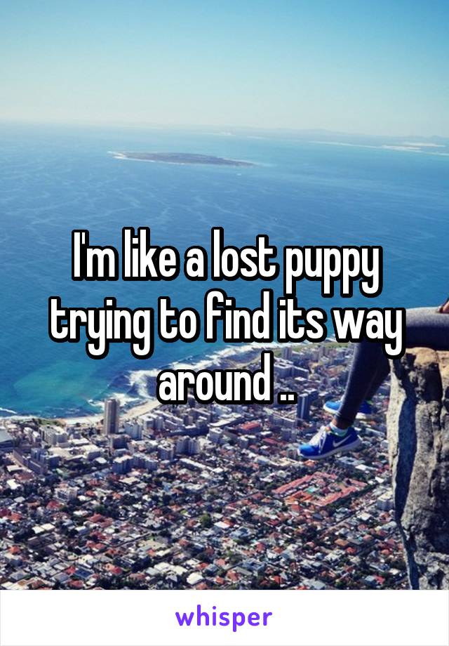 I'm like a lost puppy trying to find its way around ..