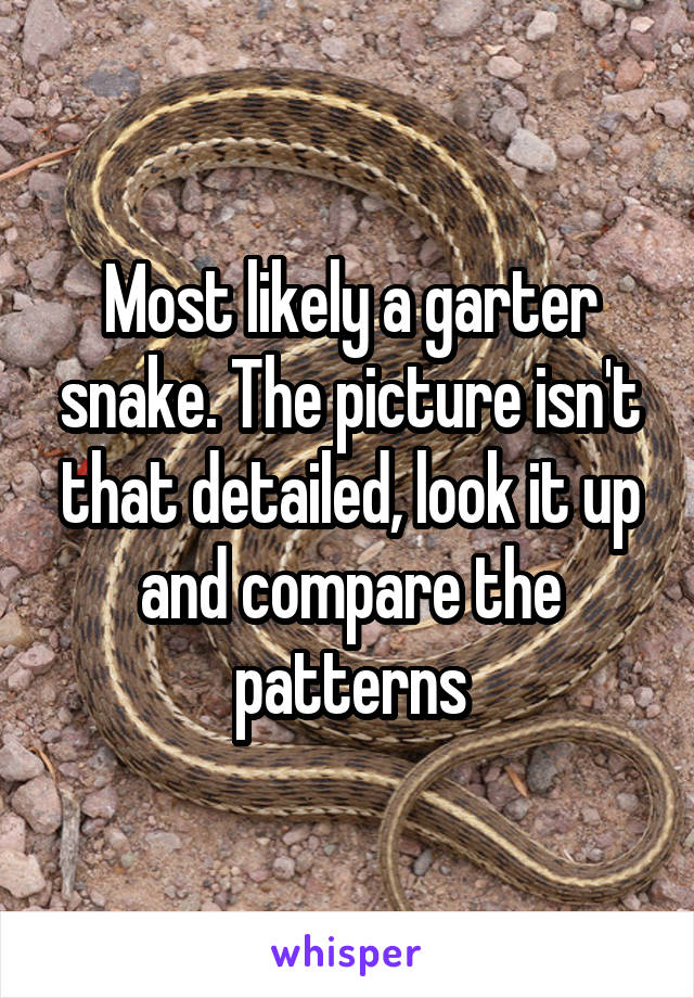 Most likely a garter snake. The picture isn't that detailed, look it up and compare the patterns