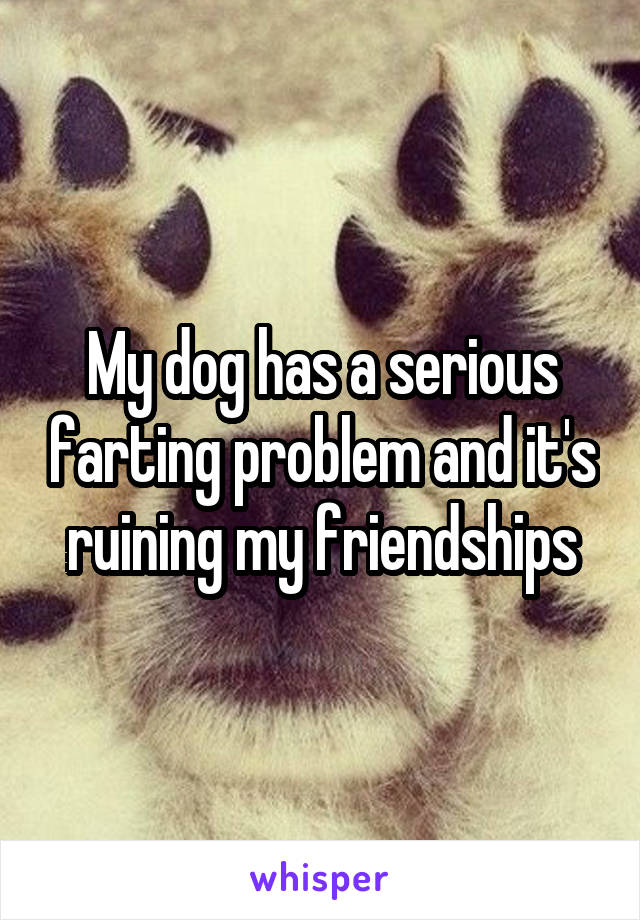 My dog has a serious farting problem and it's ruining my friendships