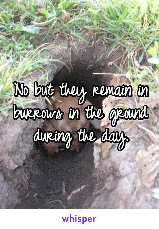 No but they remain in burrows in the ground during the day.