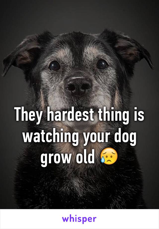 They hardest thing is watching your dog grow old 😥