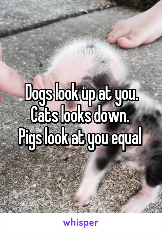 Dogs look up at you.
Cats looks down. 
Pigs look at you equal 