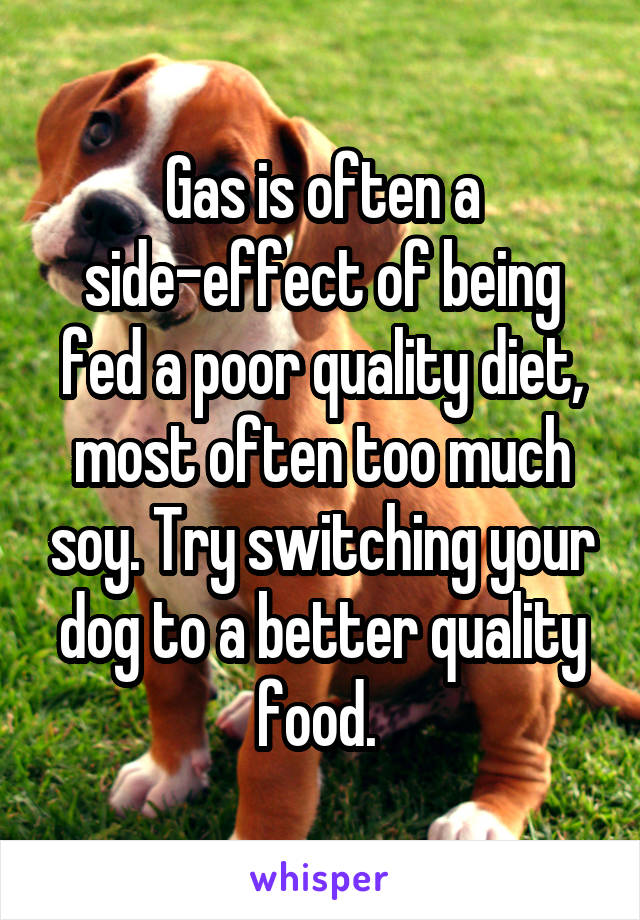 Gas is often a side-effect of being fed a poor quality diet, most often too much soy. Try switching your dog to a better quality food. 