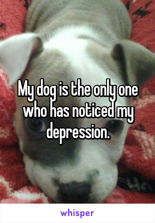 My dog is the only one who has noticed my depression.