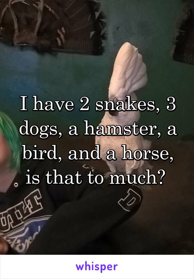 I have 2 snakes, 3 dogs, a hamster, a bird, and a horse, is that to much? 