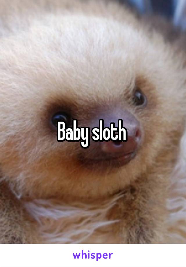 Baby sloth 