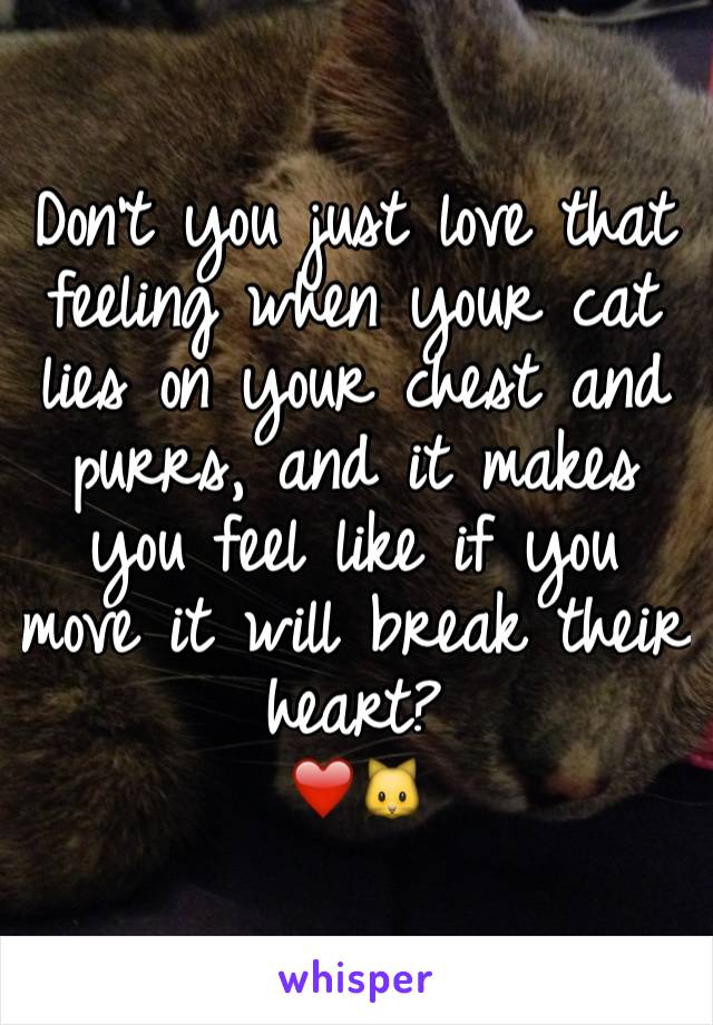 Don't you just love that feeling when your cat lies on your chest and purrs, and it makes you feel like if you move it will break their heart?
❤️🐱