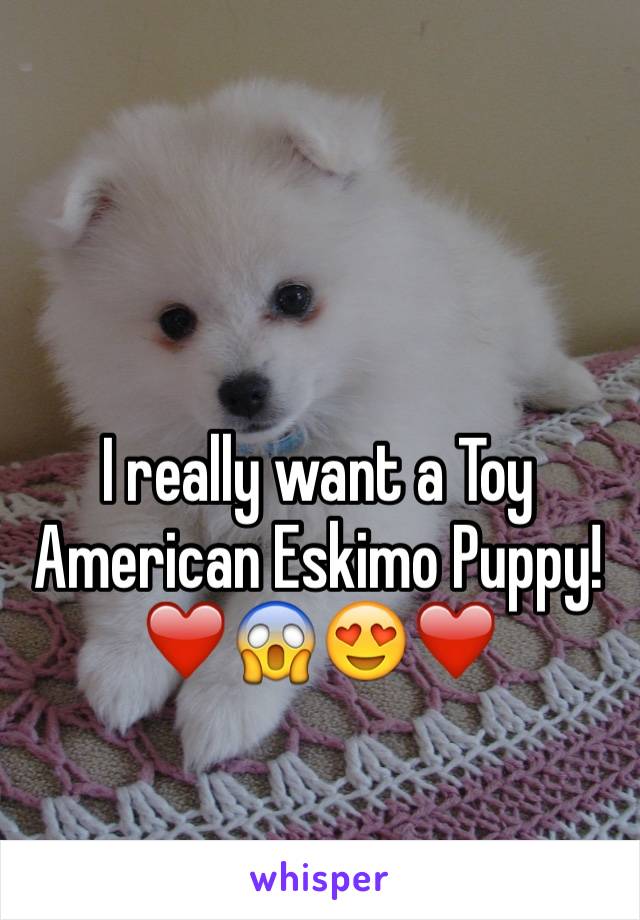 I really want a Toy American Eskimo Puppy!
❤️😱😍❤️