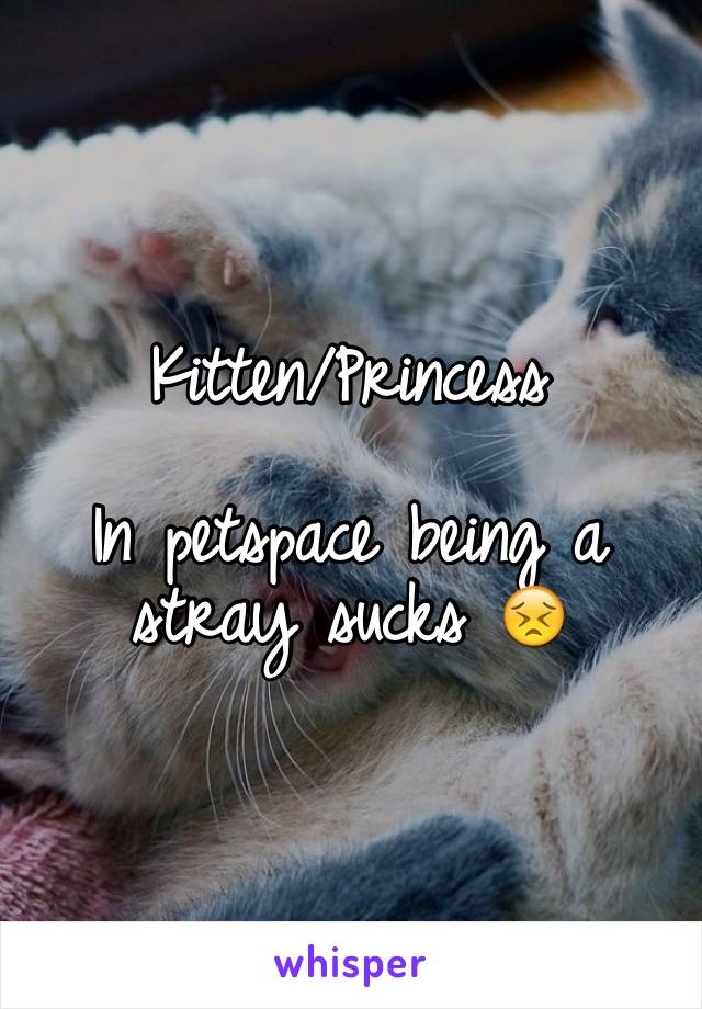 Kitten/Princess

In petspace being a stray sucks 😣 