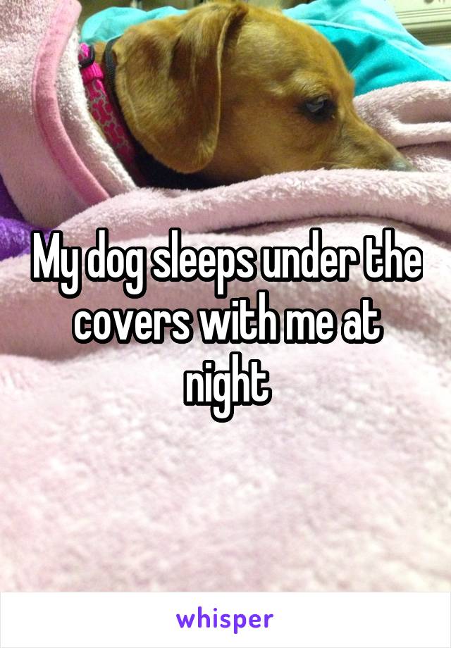 My dog sleeps under the covers with me at night