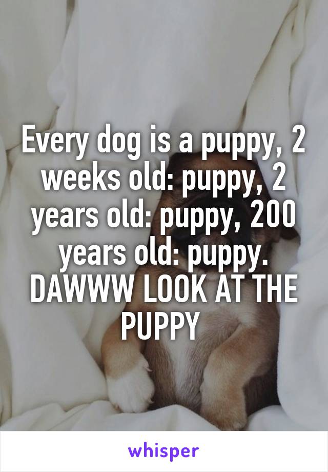 Every dog is a puppy, 2 weeks old: puppy, 2 years old: puppy, 200 years old: puppy. DAWWW LOOK AT THE PUPPY 
