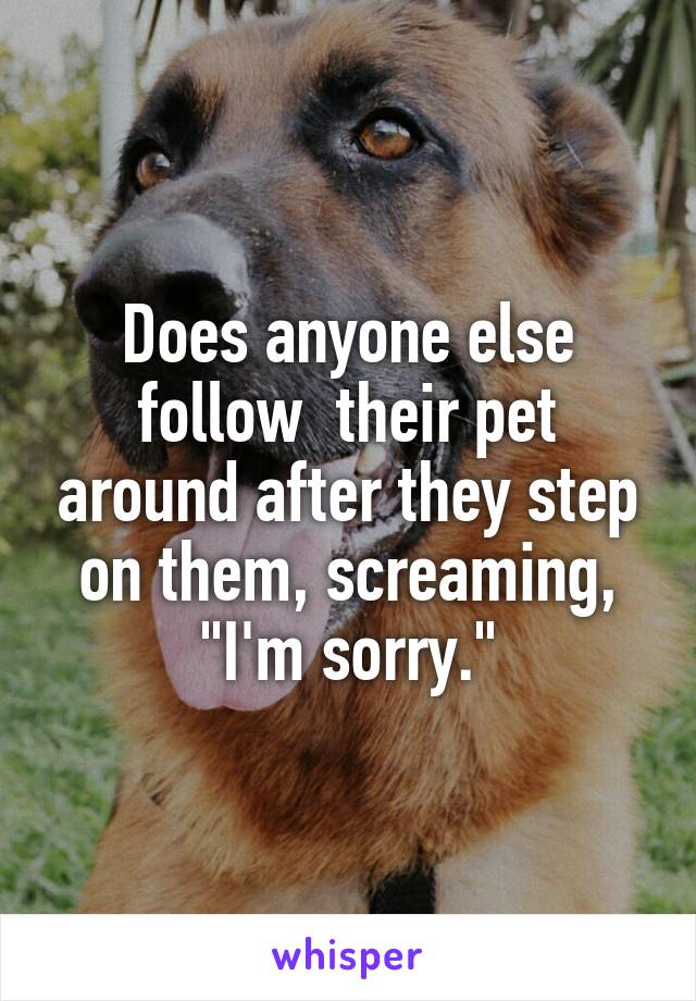 Does anyone else follow  their pet around after they step on them, screaming, "I'm sorry."