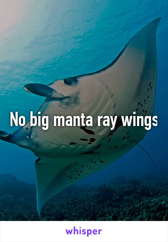 No big manta ray wings
