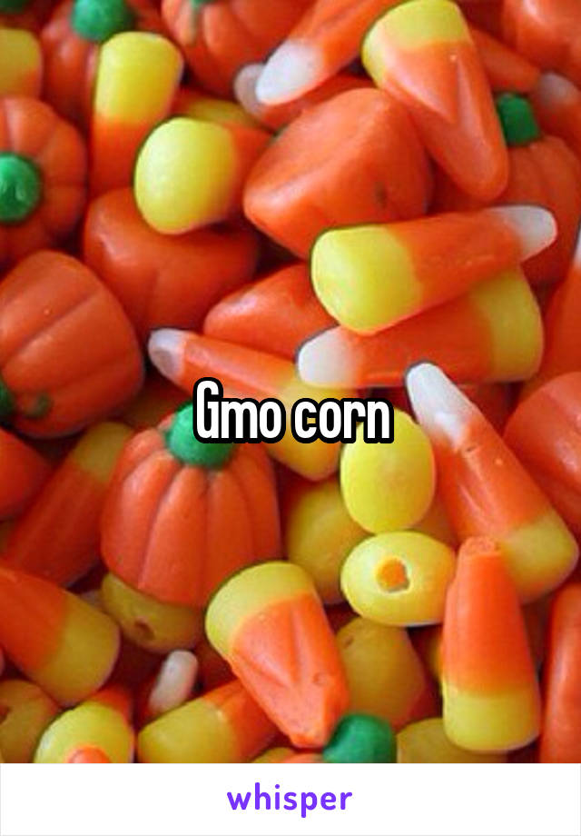 Gmo corn