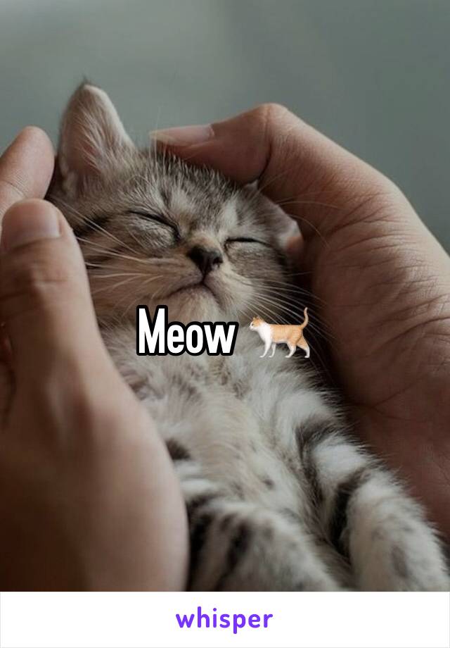 Meow 🐈