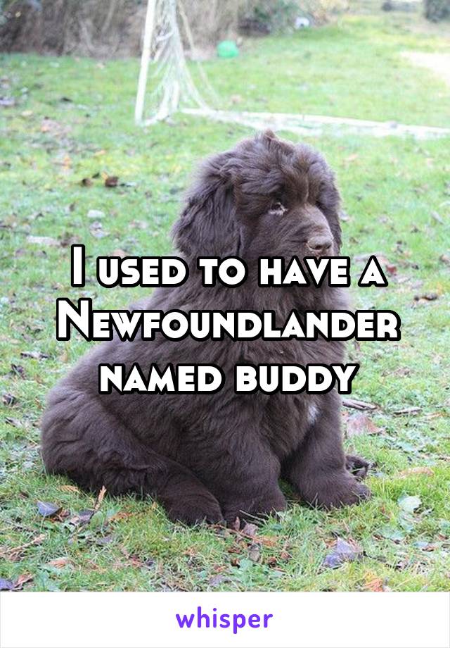 I used to have a Newfoundlander named buddy
