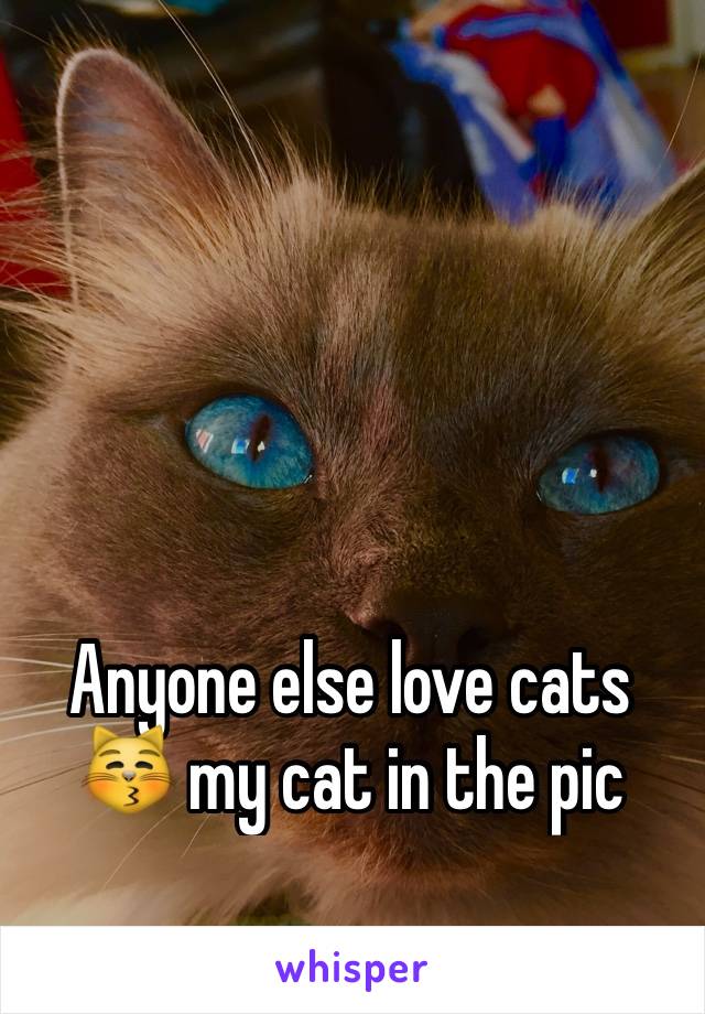 Anyone else love cats 😽 my cat in the pic