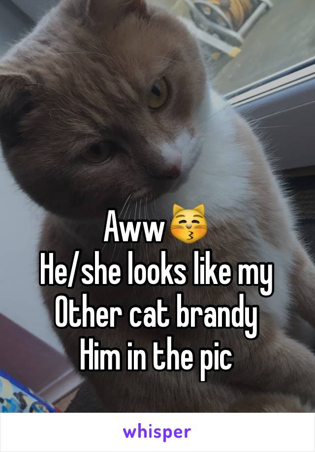 Aww😽
He/she looks like my
Other cat brandy 
Him in the pic
