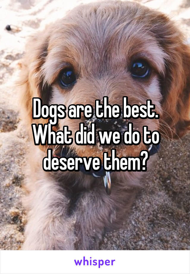 Dogs are the best. What did we do to deserve them?