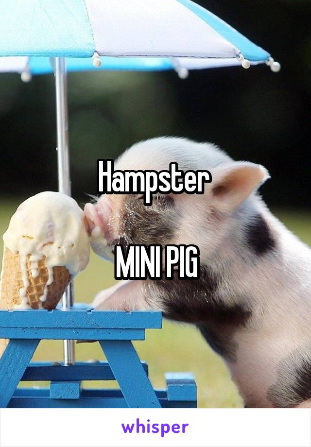 Hampster 

MINI PIG