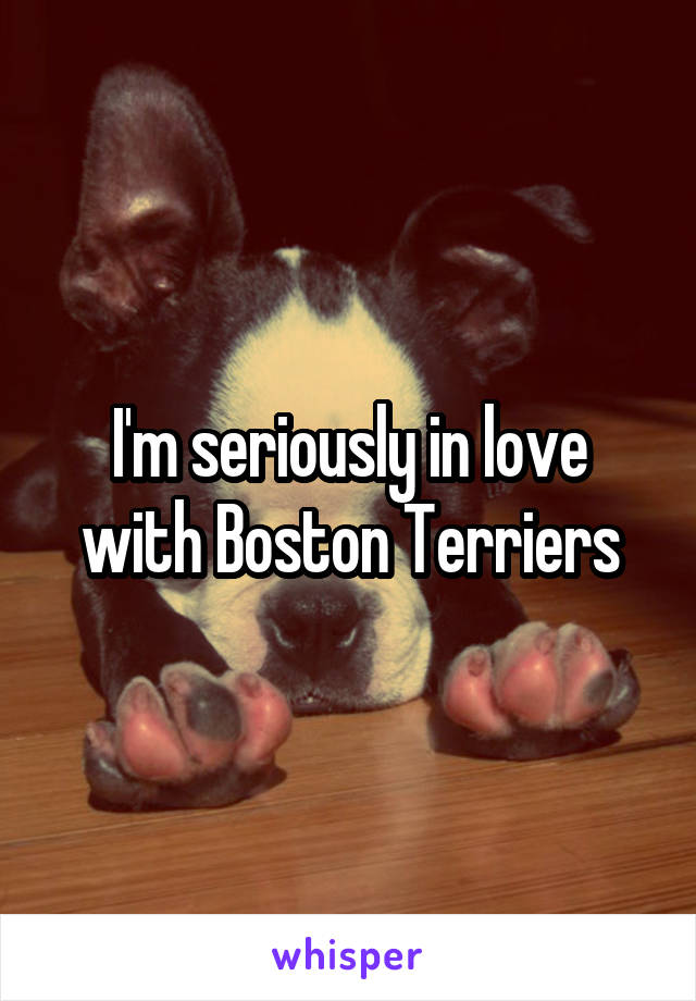 I'm seriously in love with Boston Terriers
