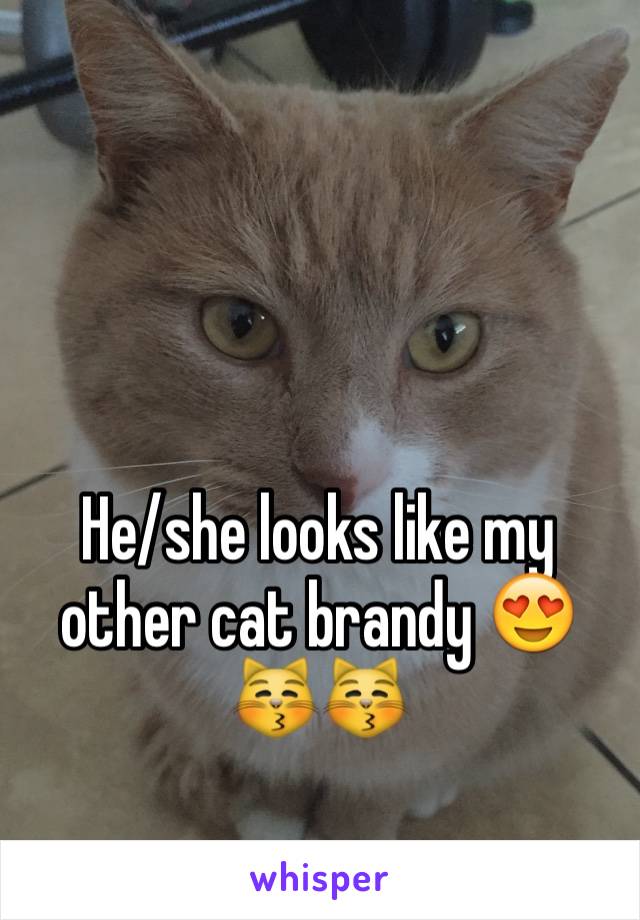 He/she looks like my other cat brandy 😍😽😽