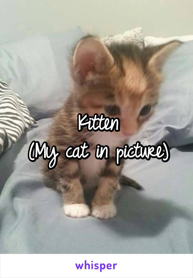 Kitten
(My cat in picture)