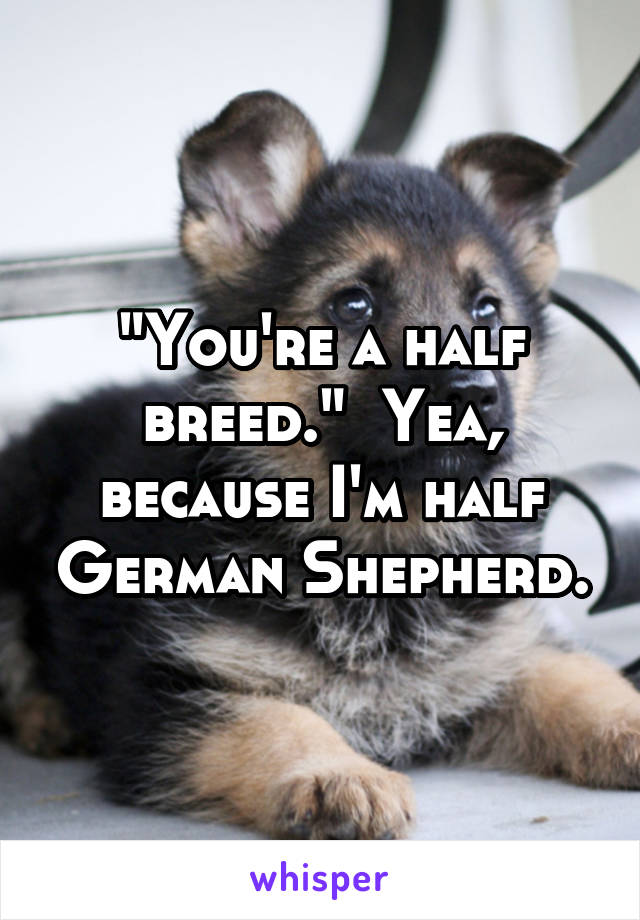 "You're a half breed."  Yea, because I'm half German Shepherd.