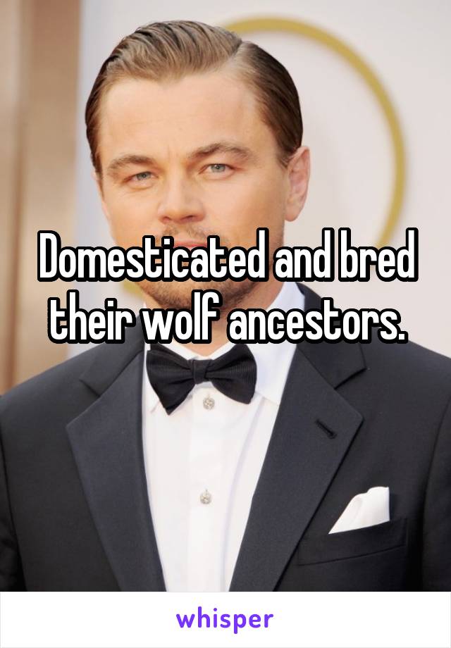 Domesticated and bred their wolf ancestors.
