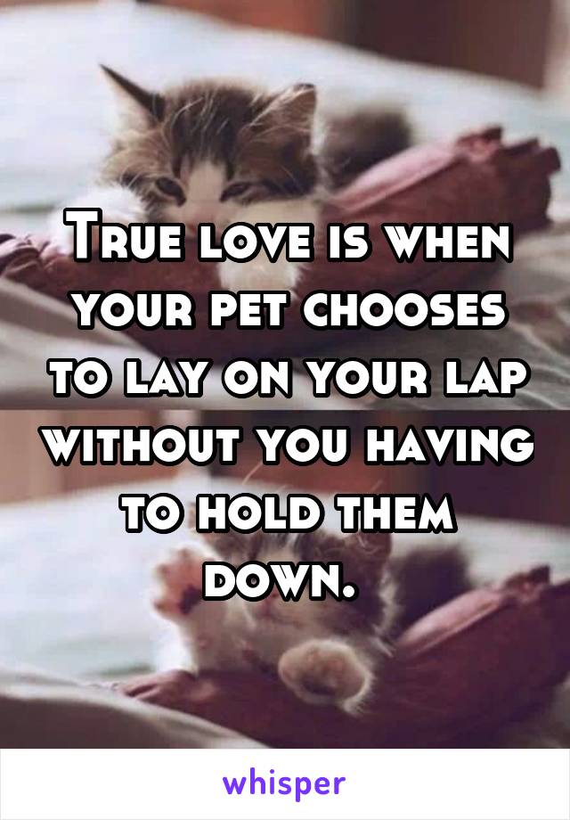 True love is when your pet chooses to lay on your lap without you having to hold them down. 