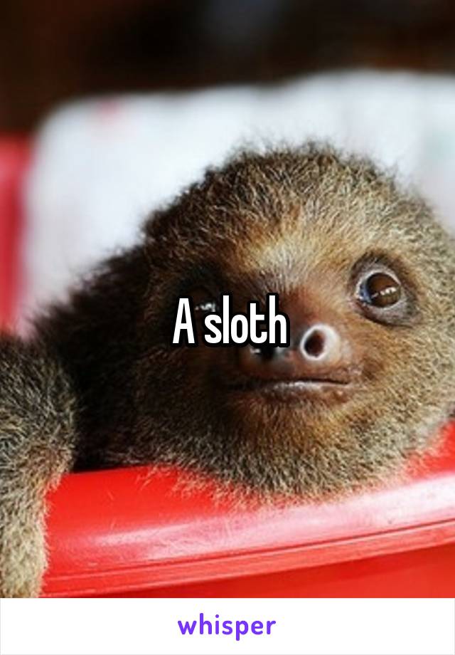 A sloth