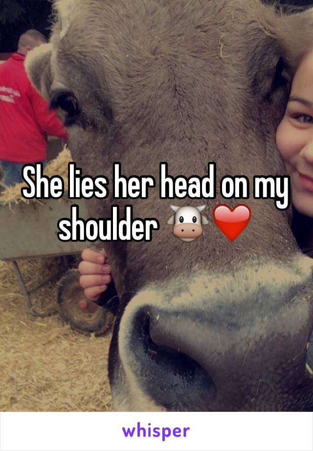 She lies her head on my shoulder 🐮❤️