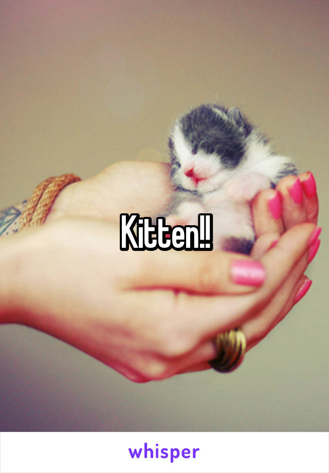 Kitten!!