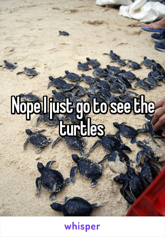 Nope I just go to see the turtles 