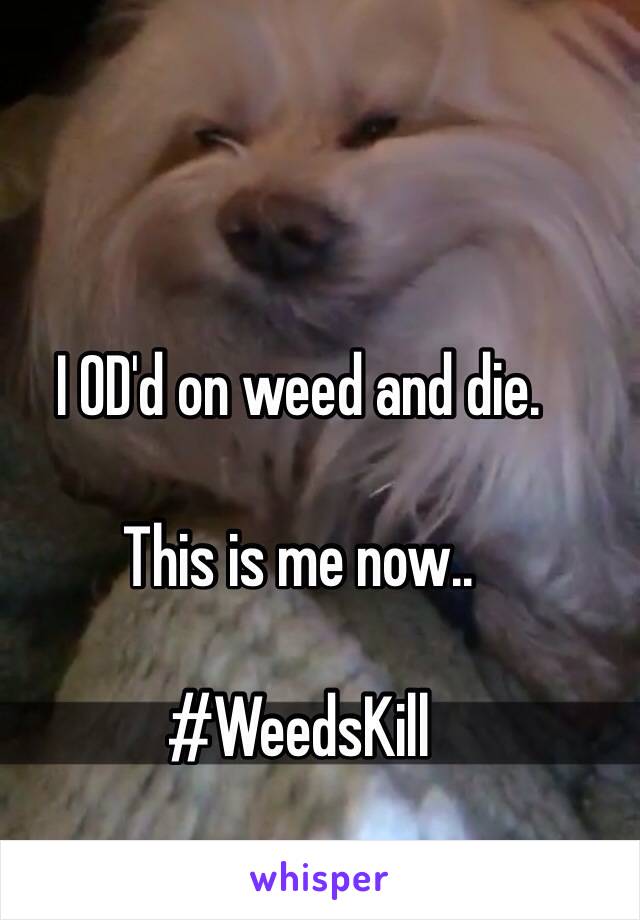 I OD'd on weed and die.

This is me now..

#WeedsKill