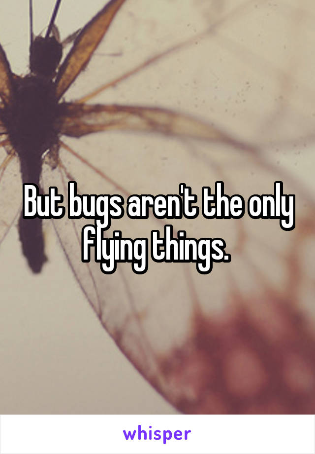 But bugs aren't the only flying things. 