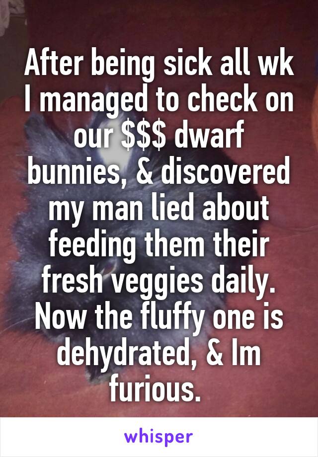 After being sick all wk I managed to check on our $$$ dwarf bunnies, & discovered my man lied about feeding them their fresh veggies daily. Now the fluffy one is dehydrated, & Im furious. 
