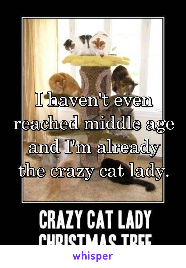 I haven't even reached middle age and I'm already the crazy cat lady.