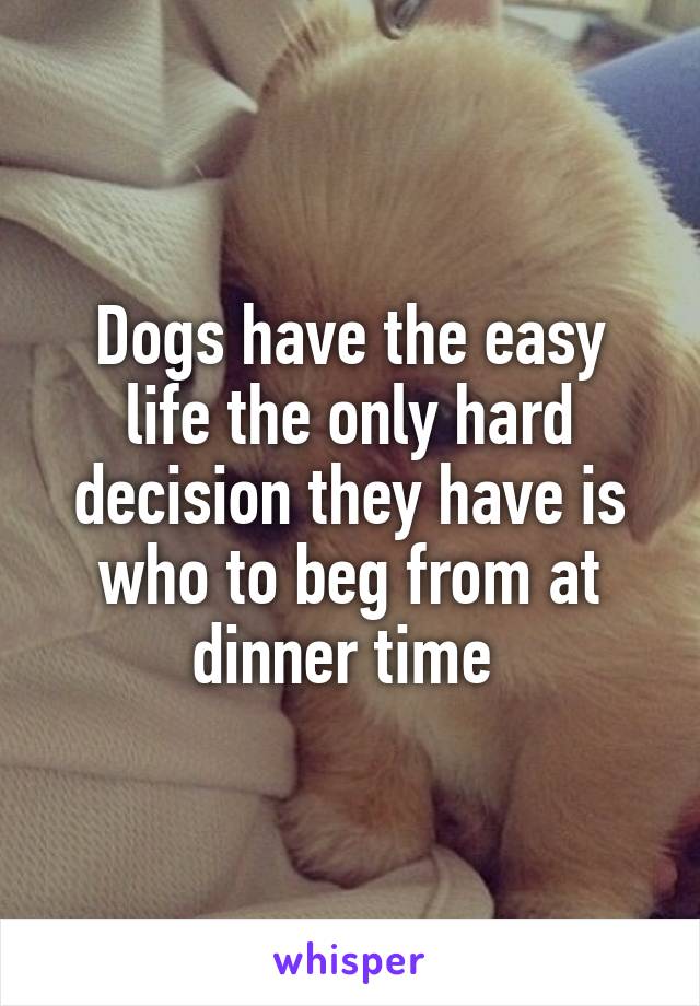 Dogs have the easy life the only hard decision they have is who to beg from at dinner time 