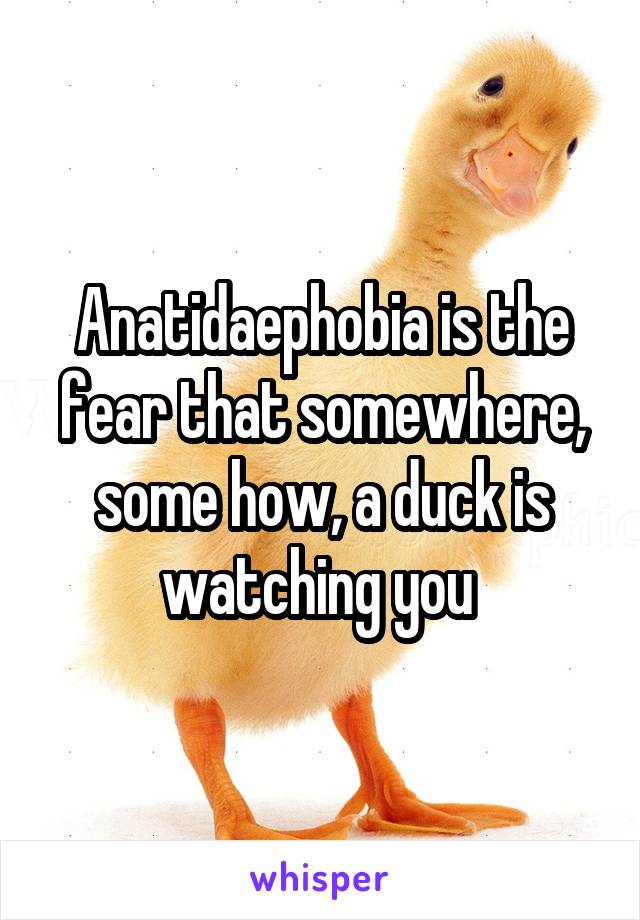 Anatidaephobia is the fear that somewhere, some how, a duck is watching you 