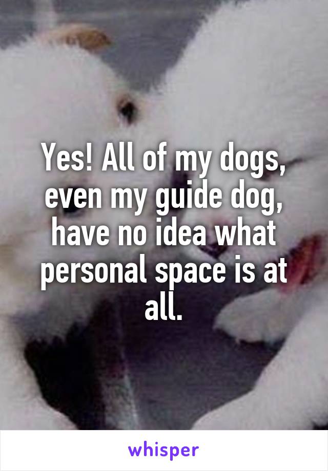 Yes! All of my dogs, even my guide dog, have no idea what personal space is at all.