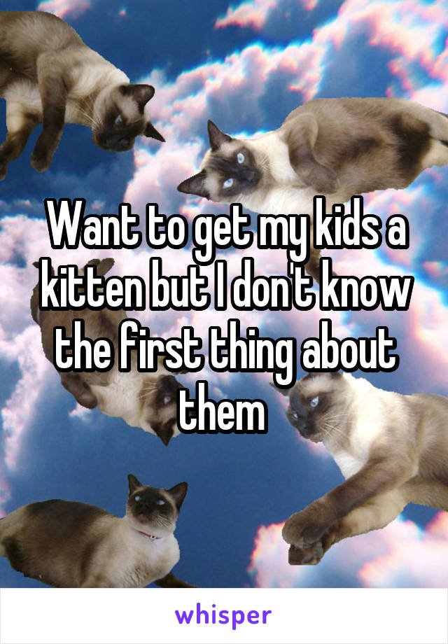 Want to get my kids a kitten but I don't know the first thing about them 