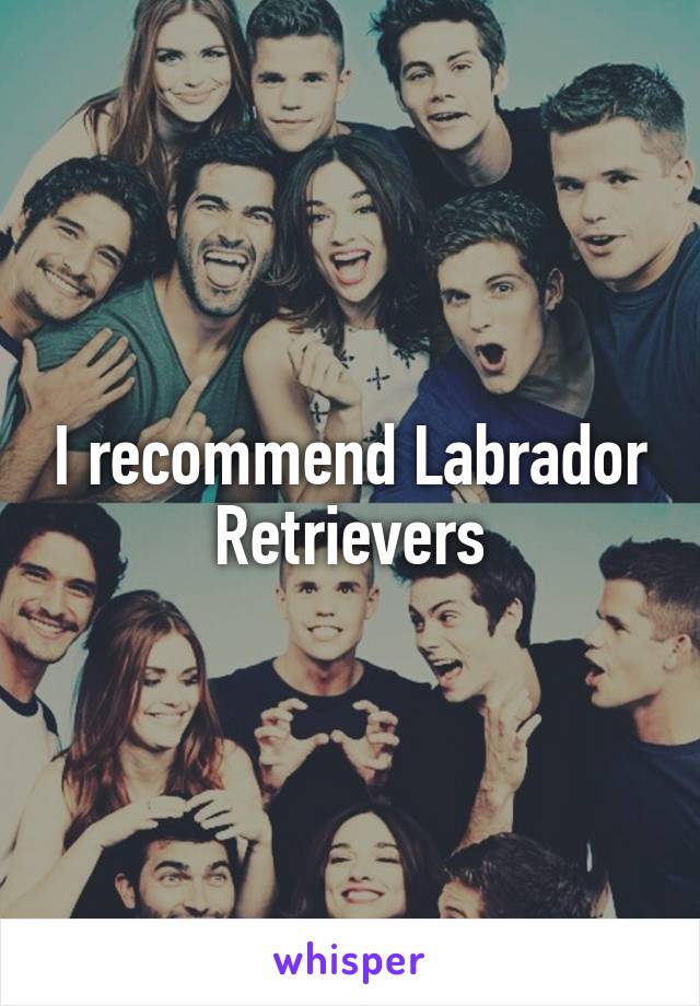 I recommend Labrador Retrievers