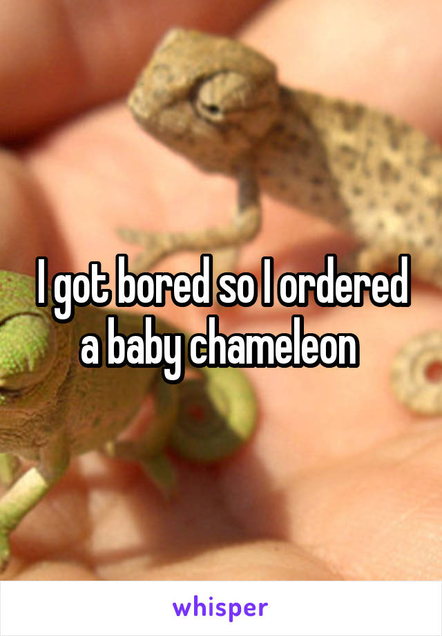 I got bored so I ordered a baby chameleon 