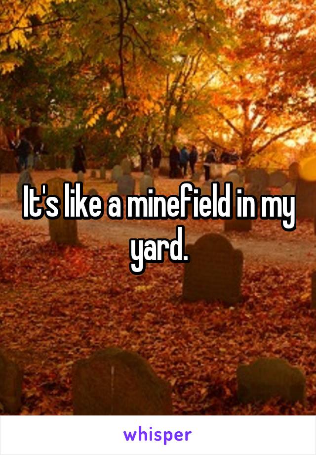 It's like a minefield in my yard.