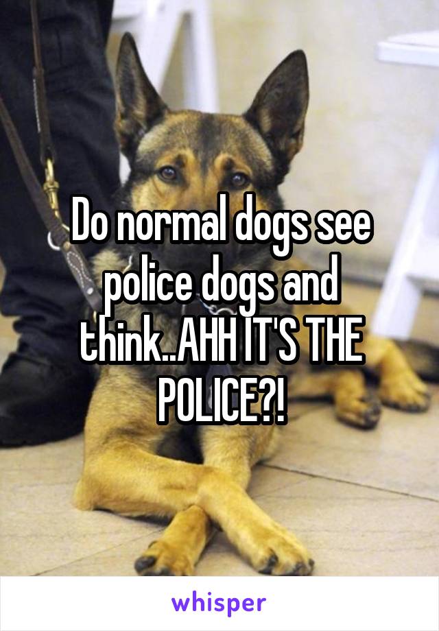 Do normal dogs see police dogs and think..AHH IT'S THE POLICE?!