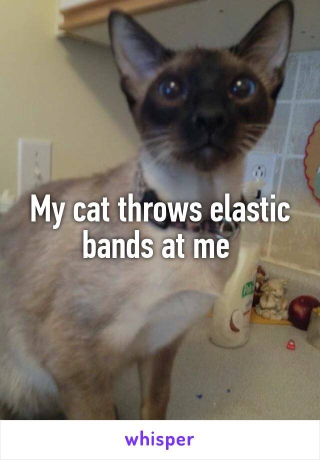 My cat throws elastic bands at me 