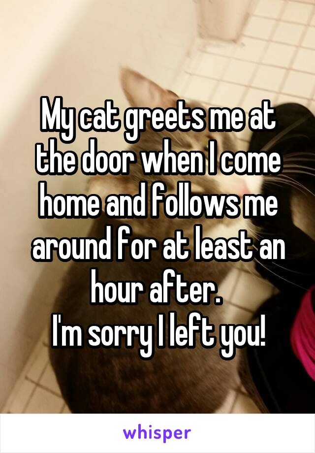 My cat greets me at the door when I come home and follows me around for at least an hour after. 
I'm sorry I left you!