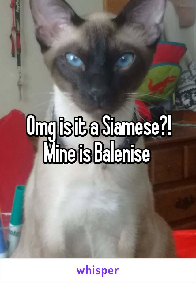 Omg is it a Siamese?!
Mine is Balenise 