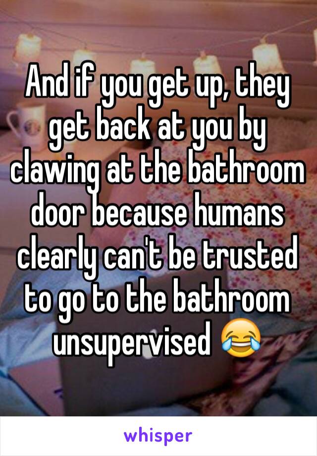 And if you get up, they get back at you by clawing at the bathroom door because humans clearly can't be trusted to go to the bathroom unsupervised 😂